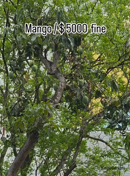 乱摘路边芒果罚5000新元!外国网红吐槽新加坡奇葩法律,网友吵翻!