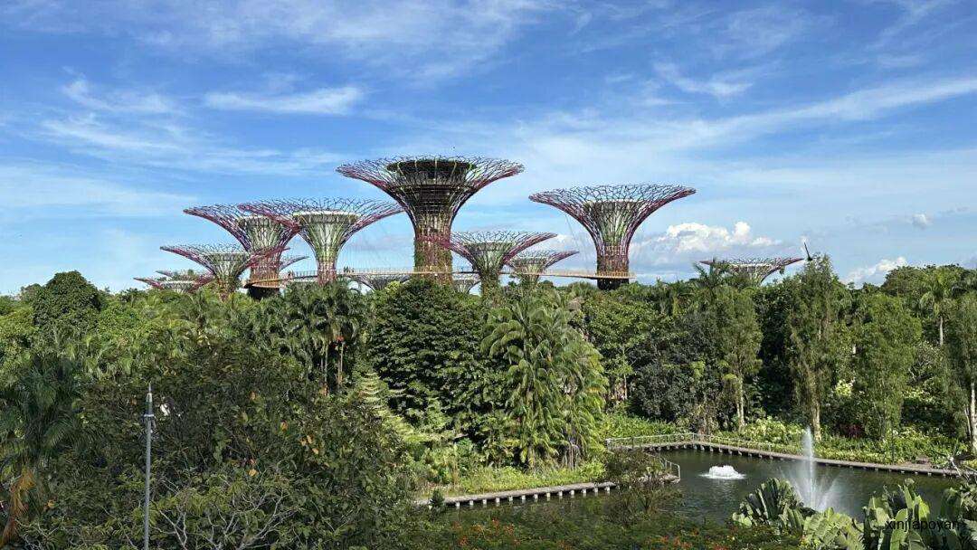 解锁新加坡隐藏玩法！跟着北大教授和生态学博士，在红树林里找鳄鱼，去世界遗产看猴子