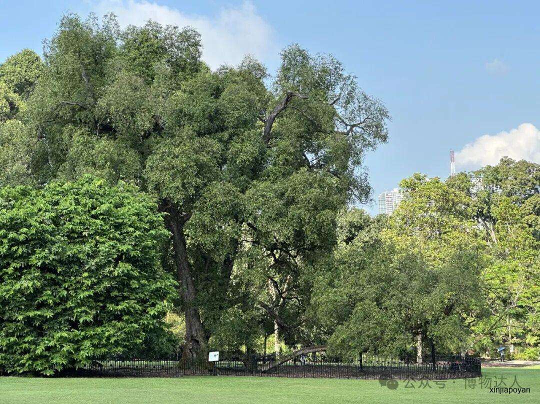 解锁新加坡隐藏玩法！跟着北大教授和生态学博士，在红树林里找鳄鱼，去世界遗产看猴子
