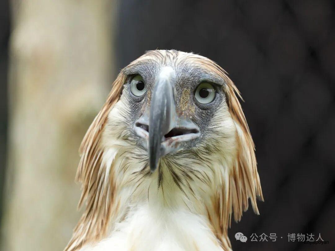 解锁新加坡隐藏玩法！跟着北大教授和生态学博士，在红树林里找鳄鱼，去世界遗产看猴子