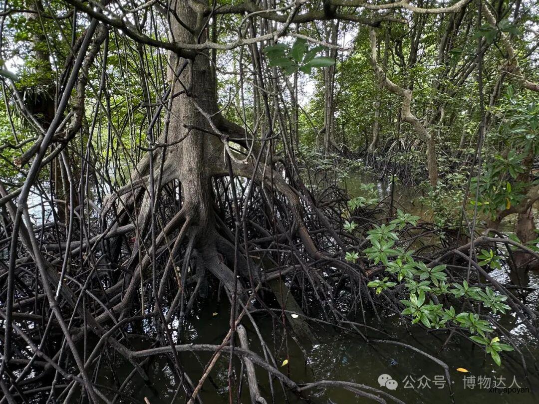 解锁新加坡隐藏玩法！跟着北大教授和生态学博士，在红树林里找鳄鱼，去世界遗产看猴子