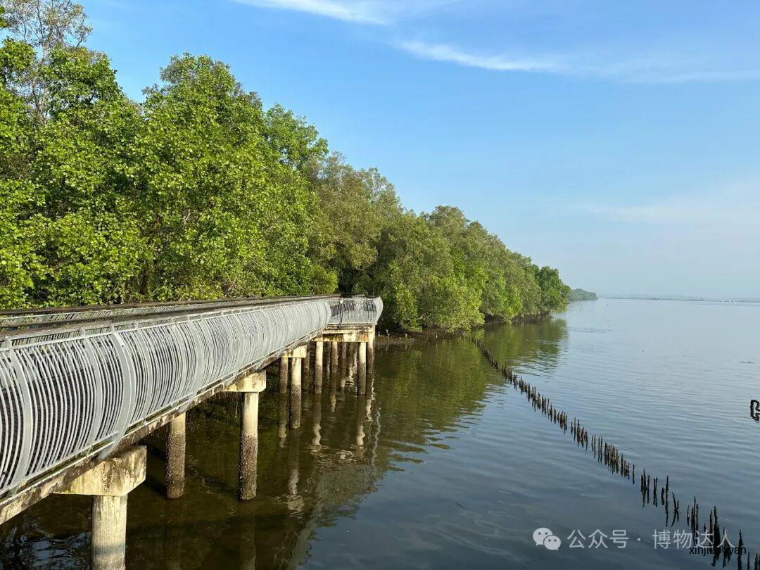 解锁新加坡隐藏玩法！跟着北大教授和生态学博士，在红树林里找鳄鱼，去世界遗产看猴子