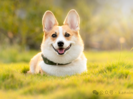 如何带宠物从新加坡回中国?