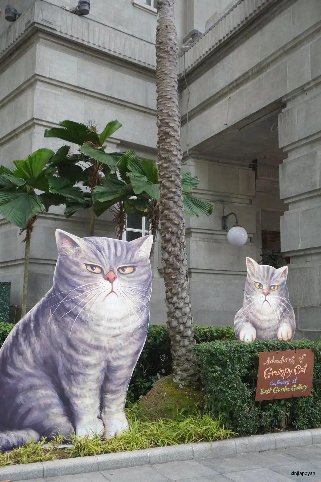 全新加坡最“丧”的猫咪在浮尔顿等你,拍照喝咖啡都不花钱!