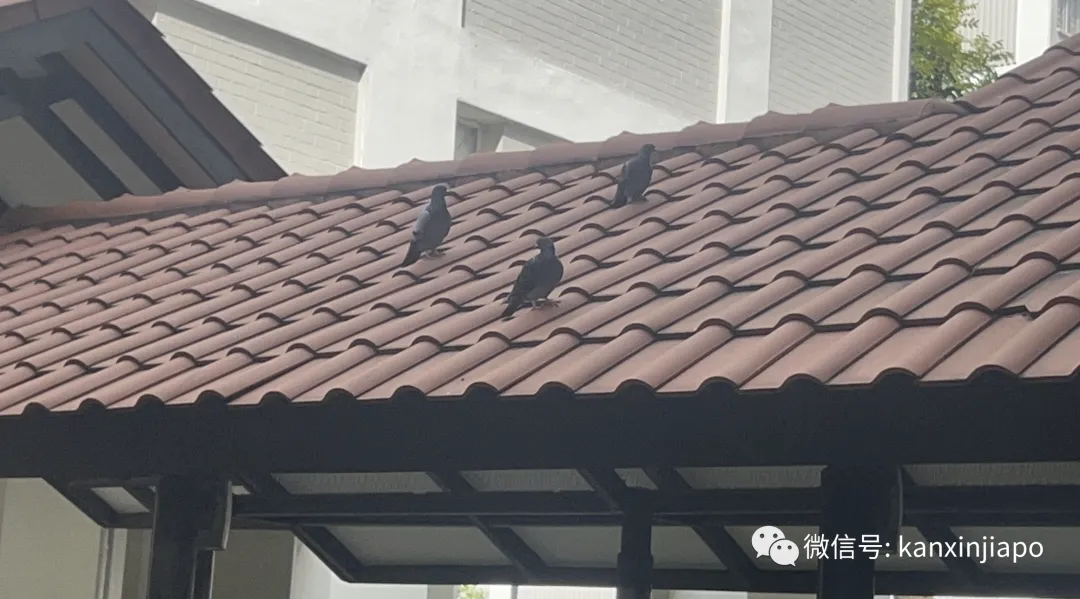 枪声响起、尸体遍地!新加坡地铁站外射杀“城市黑帮”